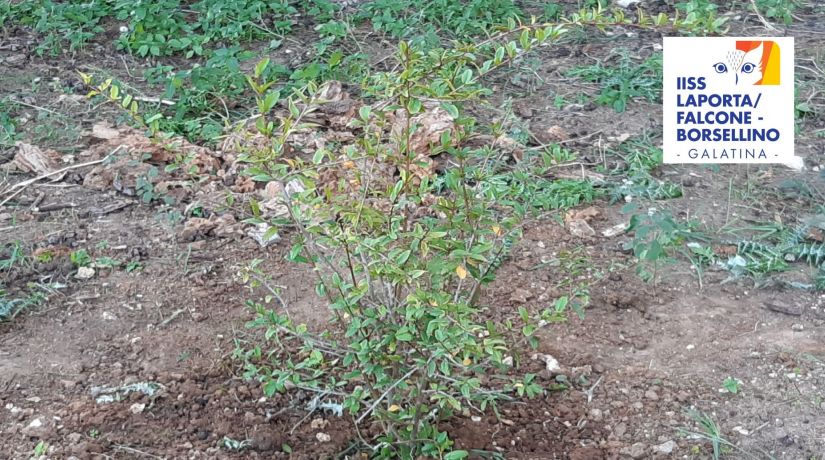 Le Scienze secondo me