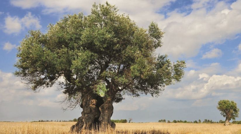 Concorso artistico - letterario “L’ALBERO E NOI”