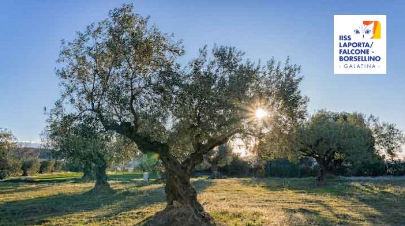 Convegno "Legno di Ulivo"